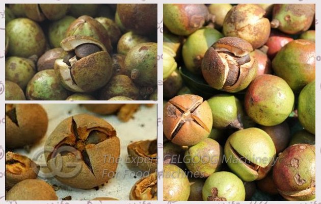 Camellia Fruit Kernel